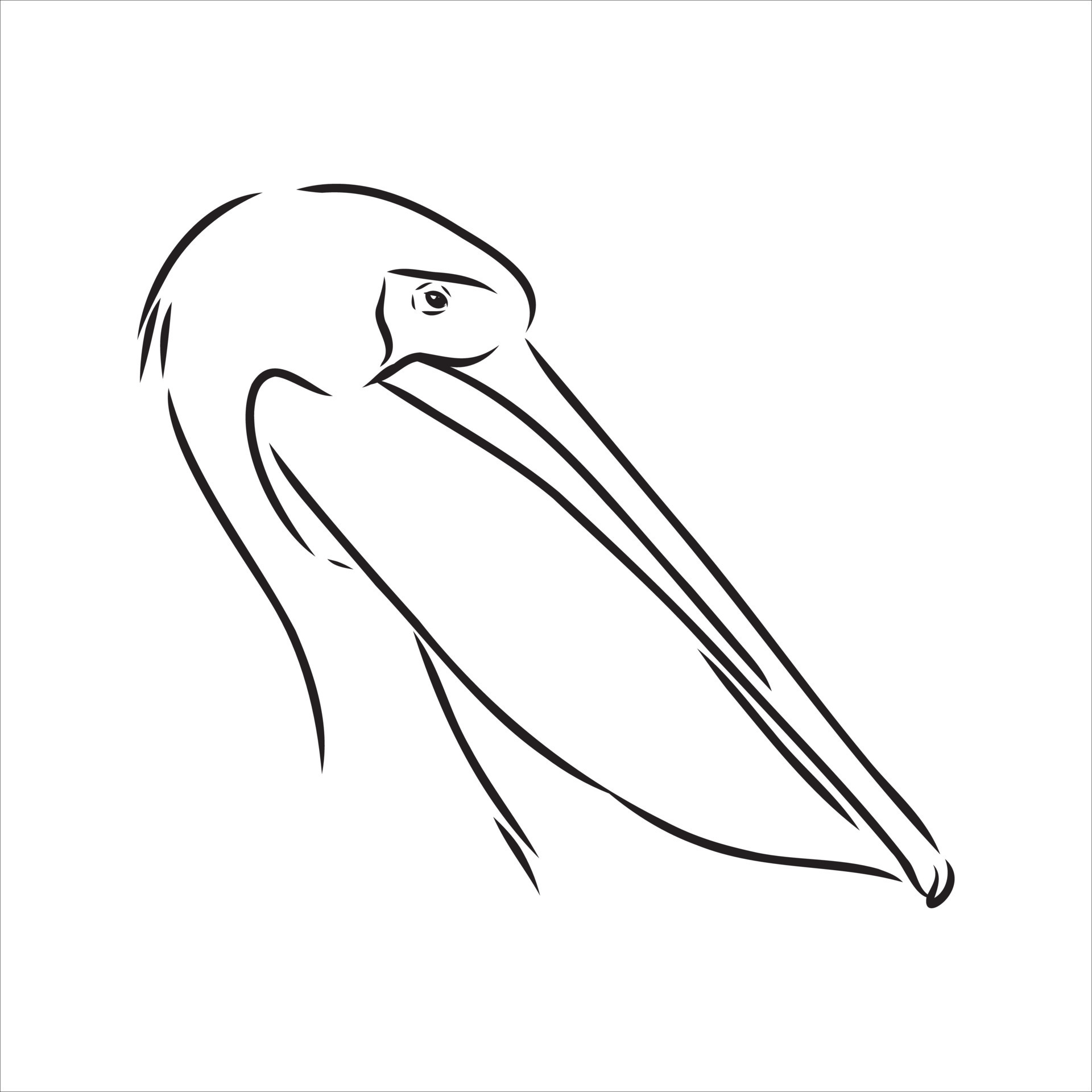 Hand drawn sketch of flying pelican Stock Vector Image  Art  Alamy