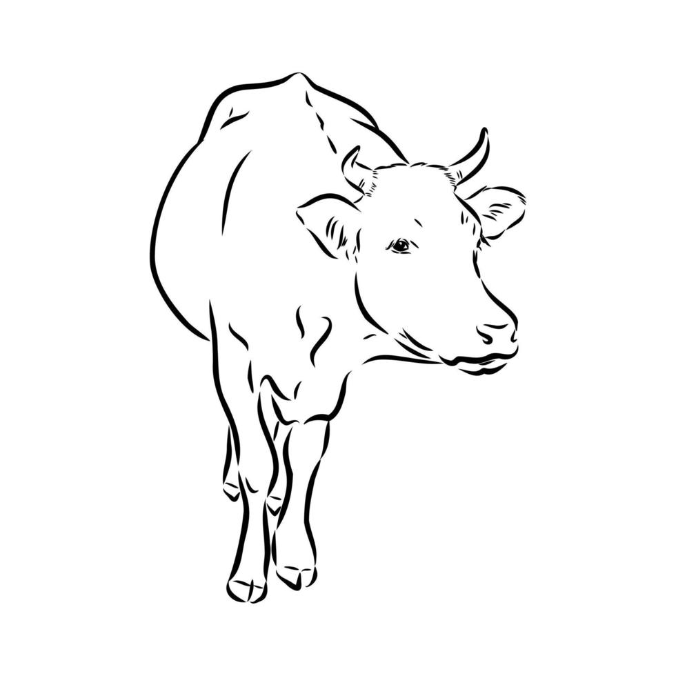 bosquejo del vector de la vaca