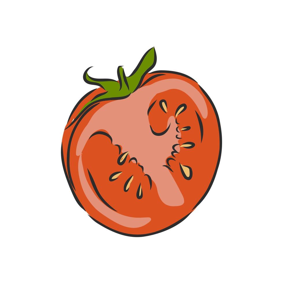 tomato vector sketch