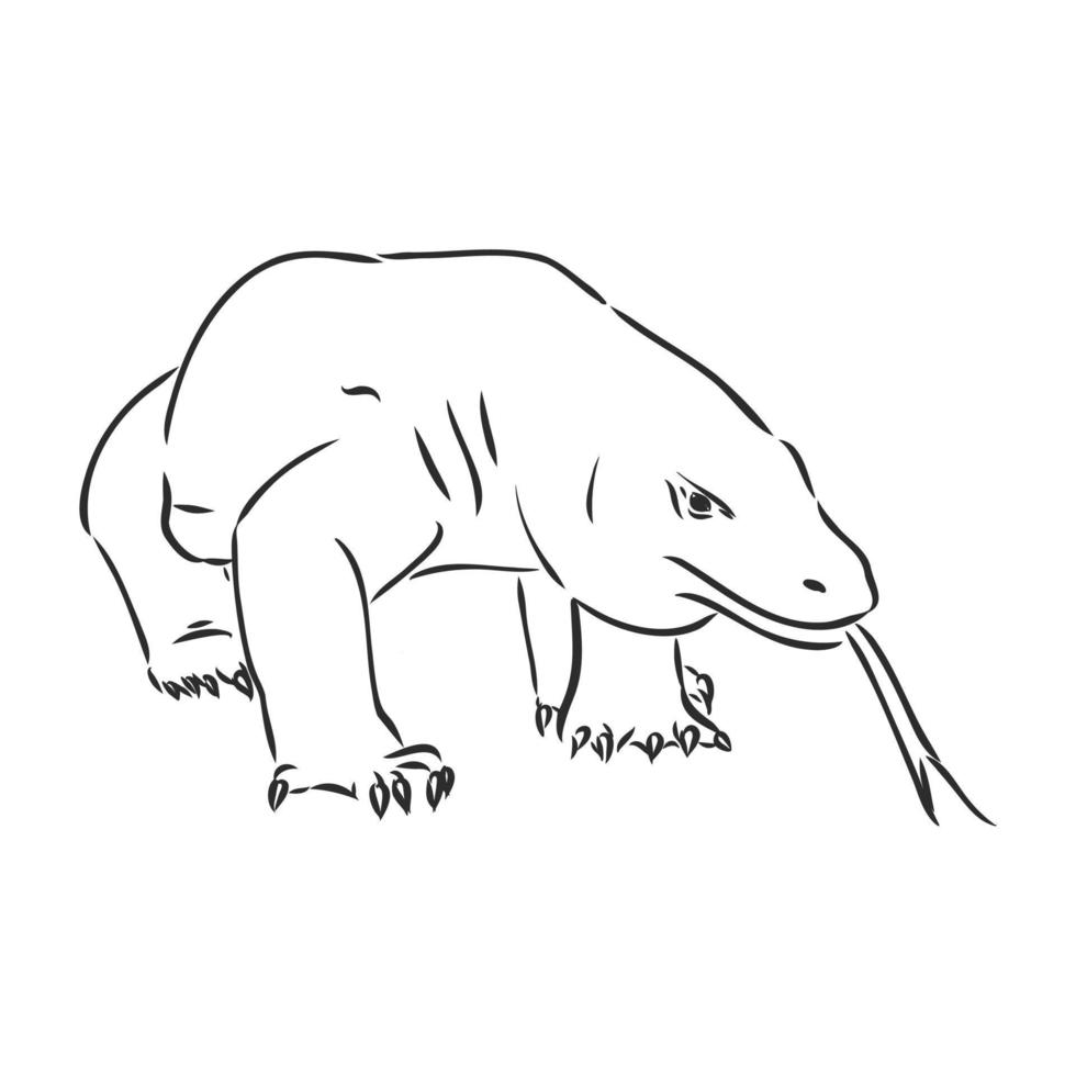 varan vector sketch