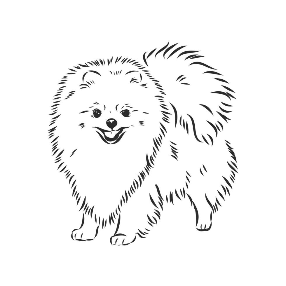 pomeranian vector sketch