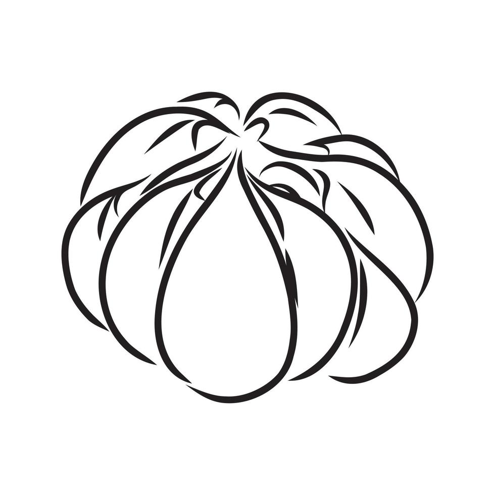 garlic vector sketch