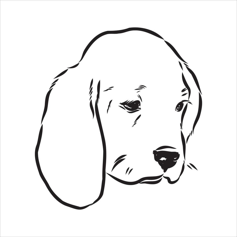 beagle dog vector sketch