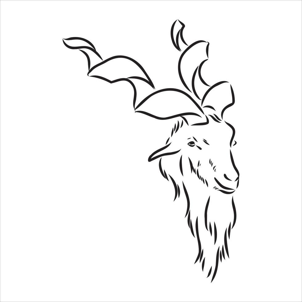 mountain goat vector sketch