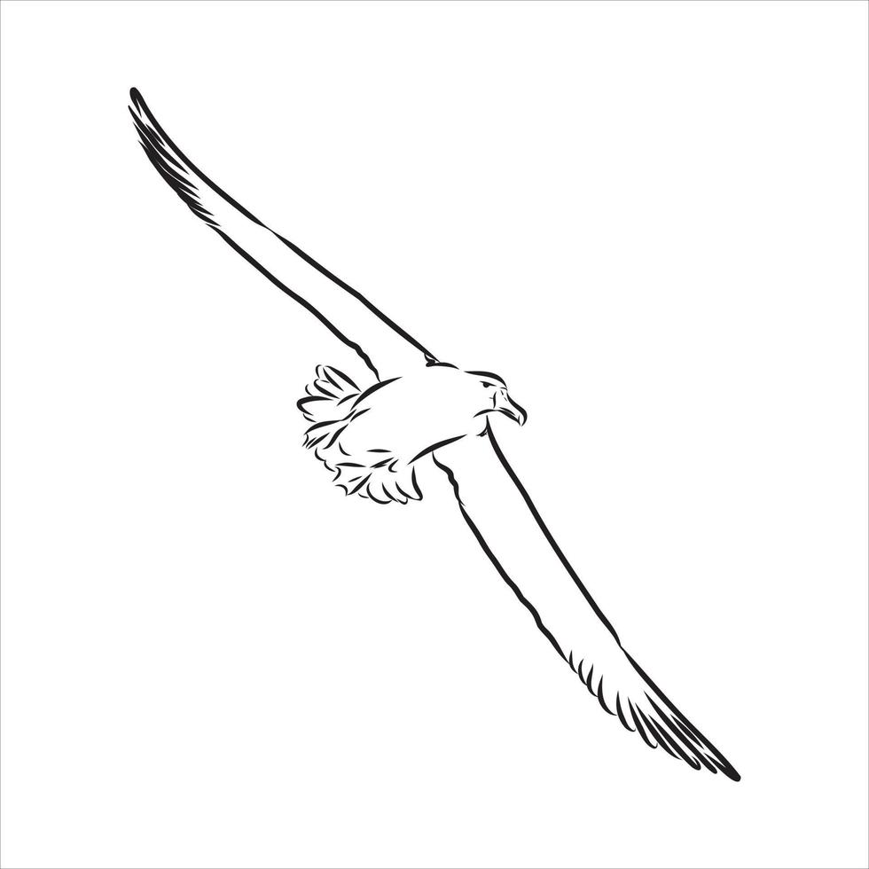 albatross vector sketch