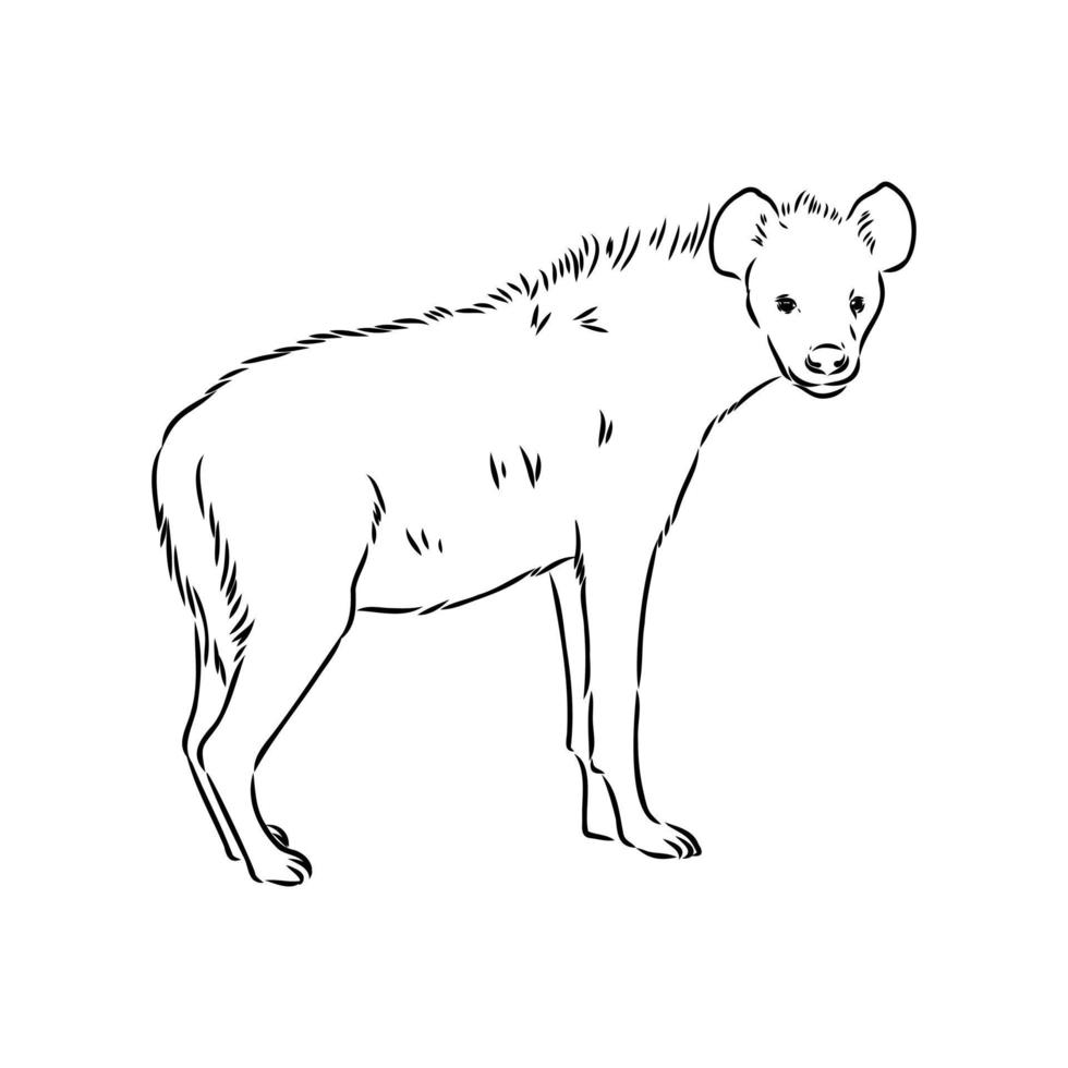 hyena vector sketch