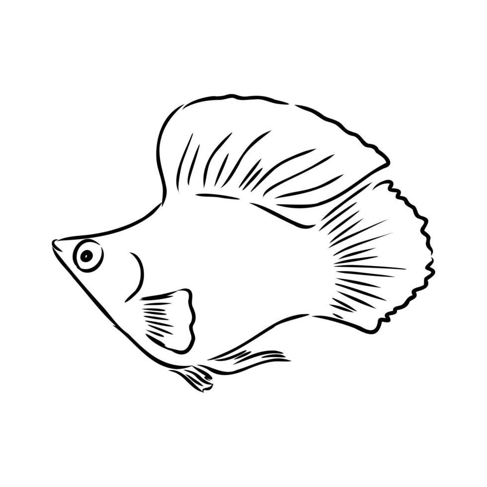 dibujo vectorial de peces de acuario vector