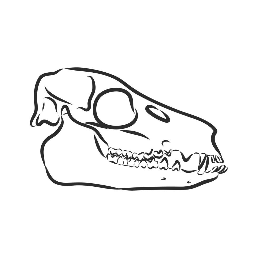 dibujo vectorial de esqueleto de dinosaurio vector