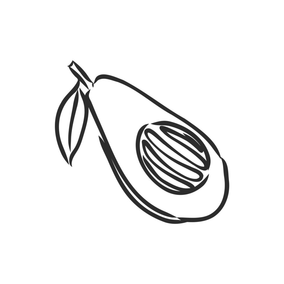 avocado vector sketch