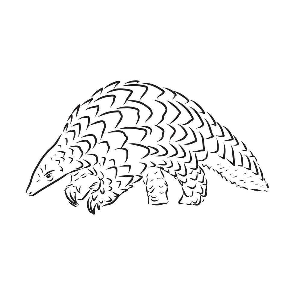 pangolin vector sketch