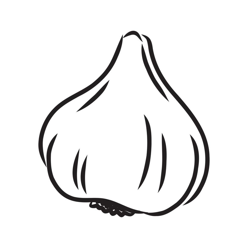 garlic vector sketch