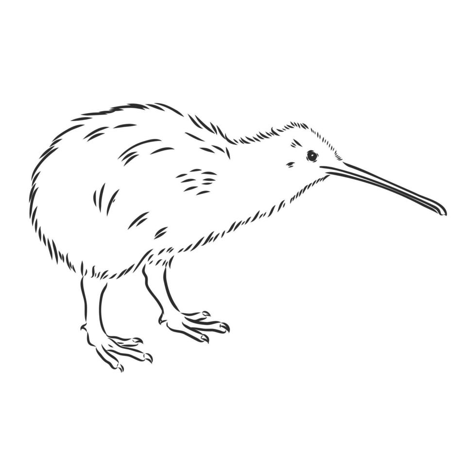 bosquejo del vector del pájaro del kiwi