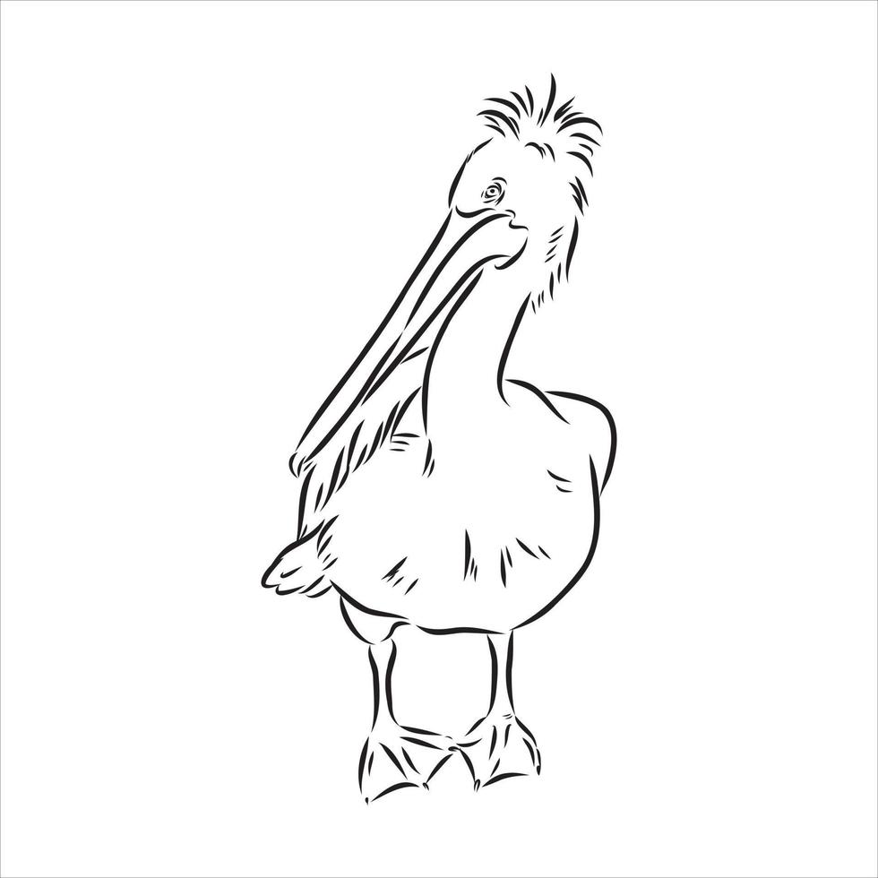 pelican vector sketch