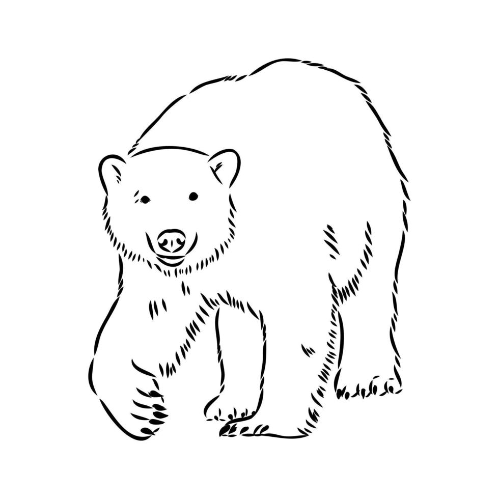polar bear vector sketch