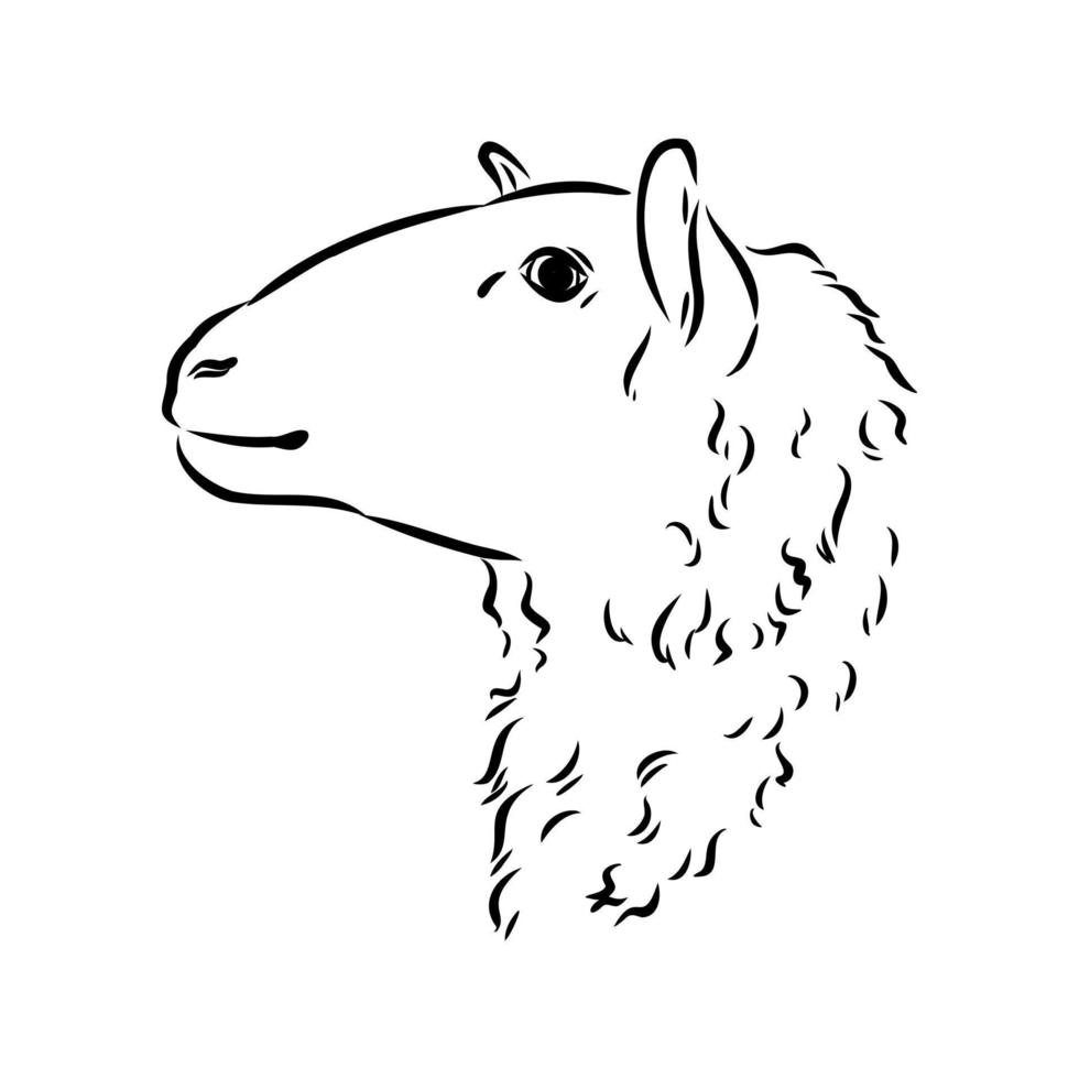 sheep vector sketch