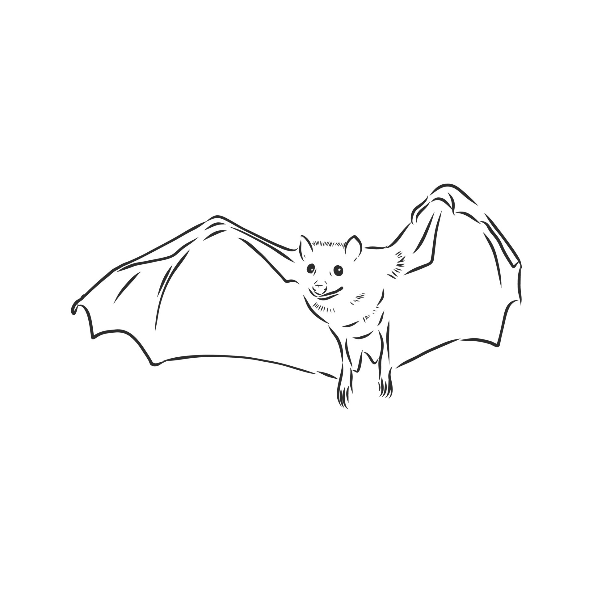 Share more than 147 bat bird drawing best - vietkidsiq.edu.vn