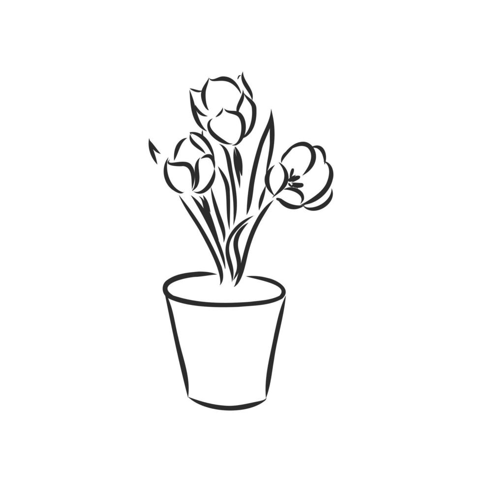 houseplant vector sketch