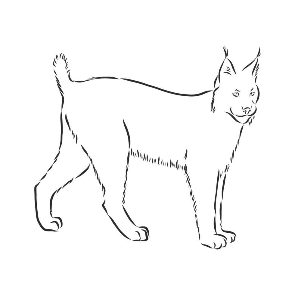 bosquejo del vector del lince