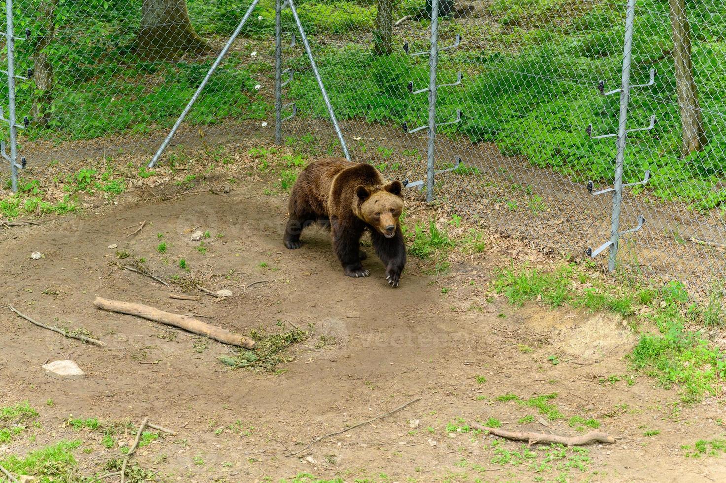 Rescued Bear from people in the reserve. photo