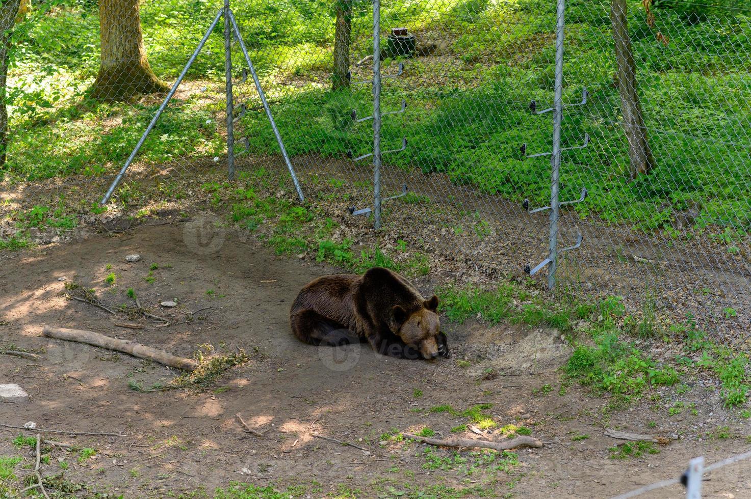 Rescued Bear from people in the reserve. photo