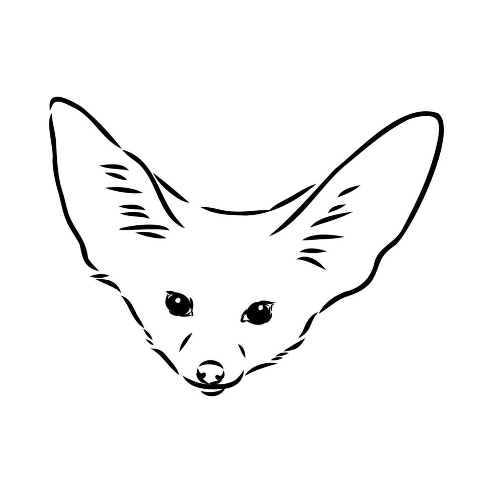 fox fenek vector sketch