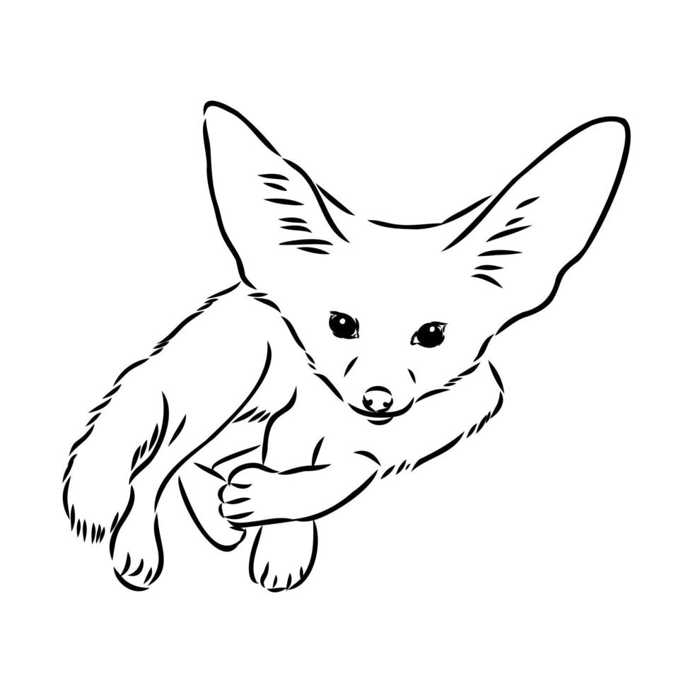 fox fenek vector sketch