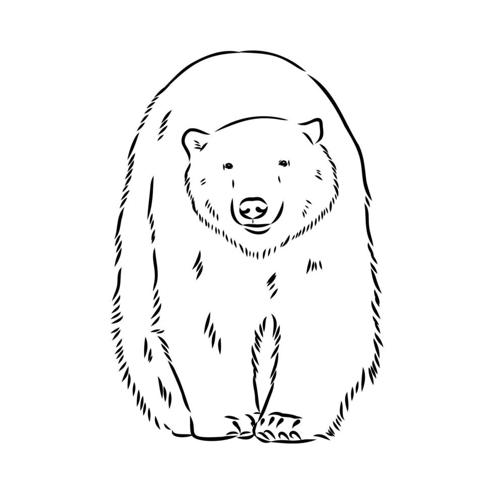 bosquejo del vector del oso polar