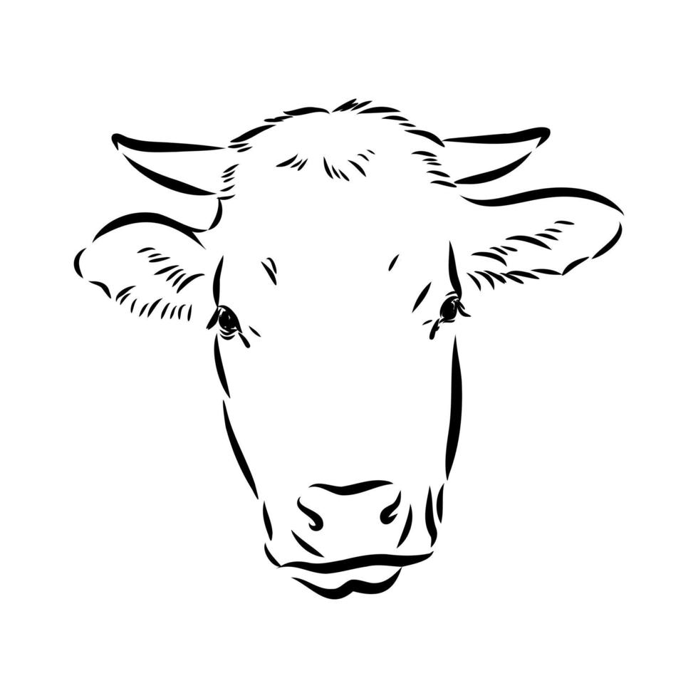 cow vector sketch