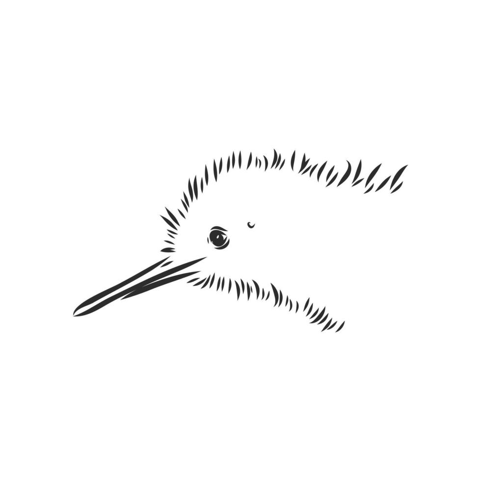 bosquejo del vector del pájaro del kiwi