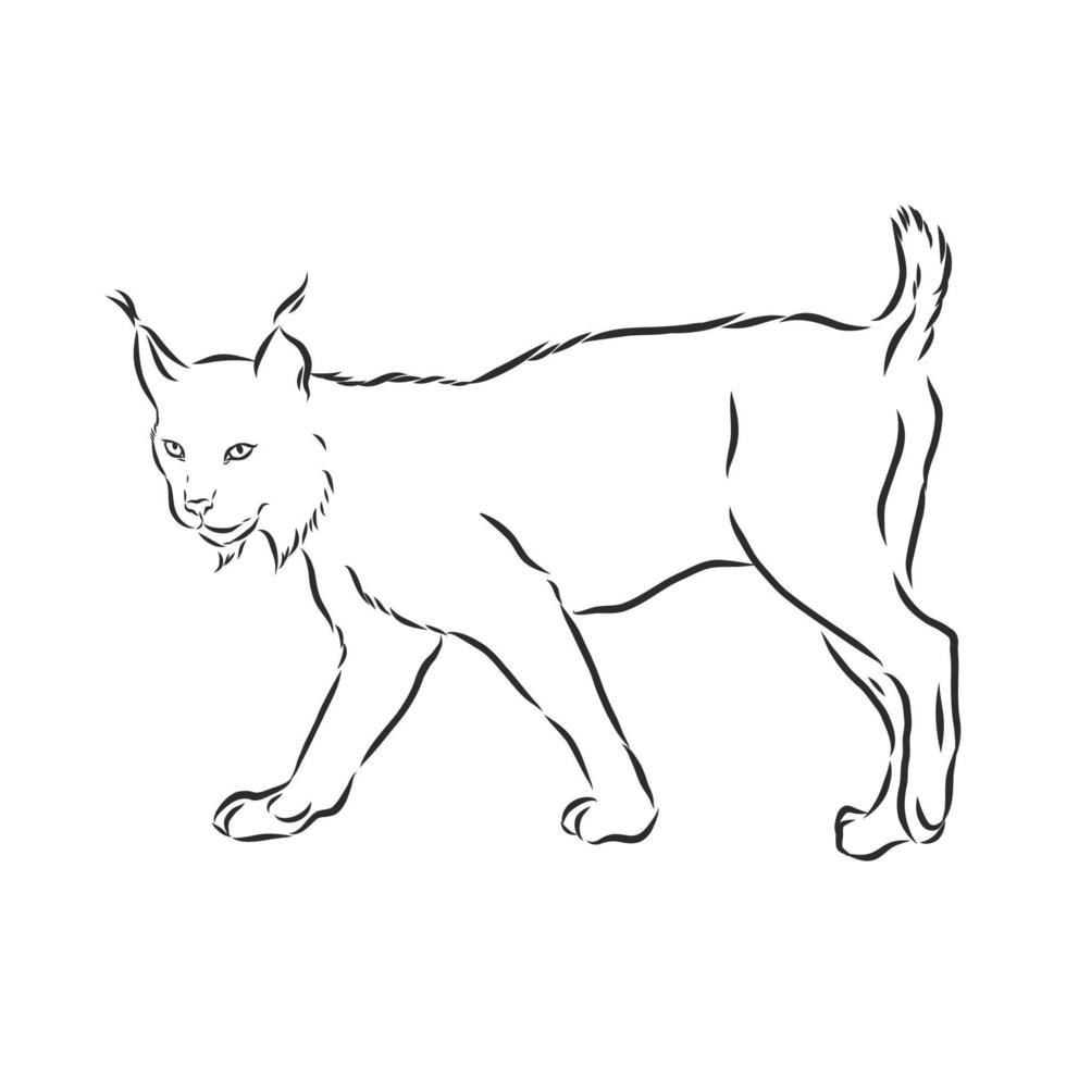 bosquejo del vector del lince