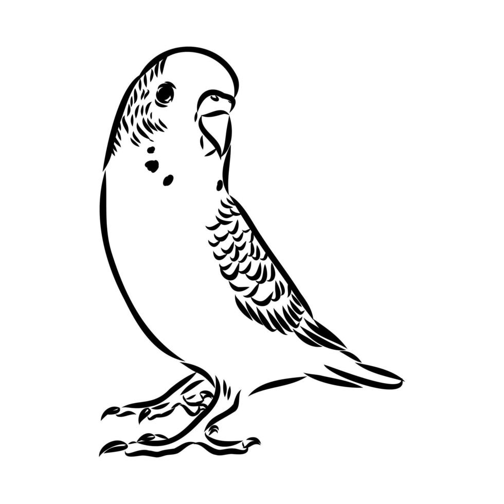 budgie vector sketch