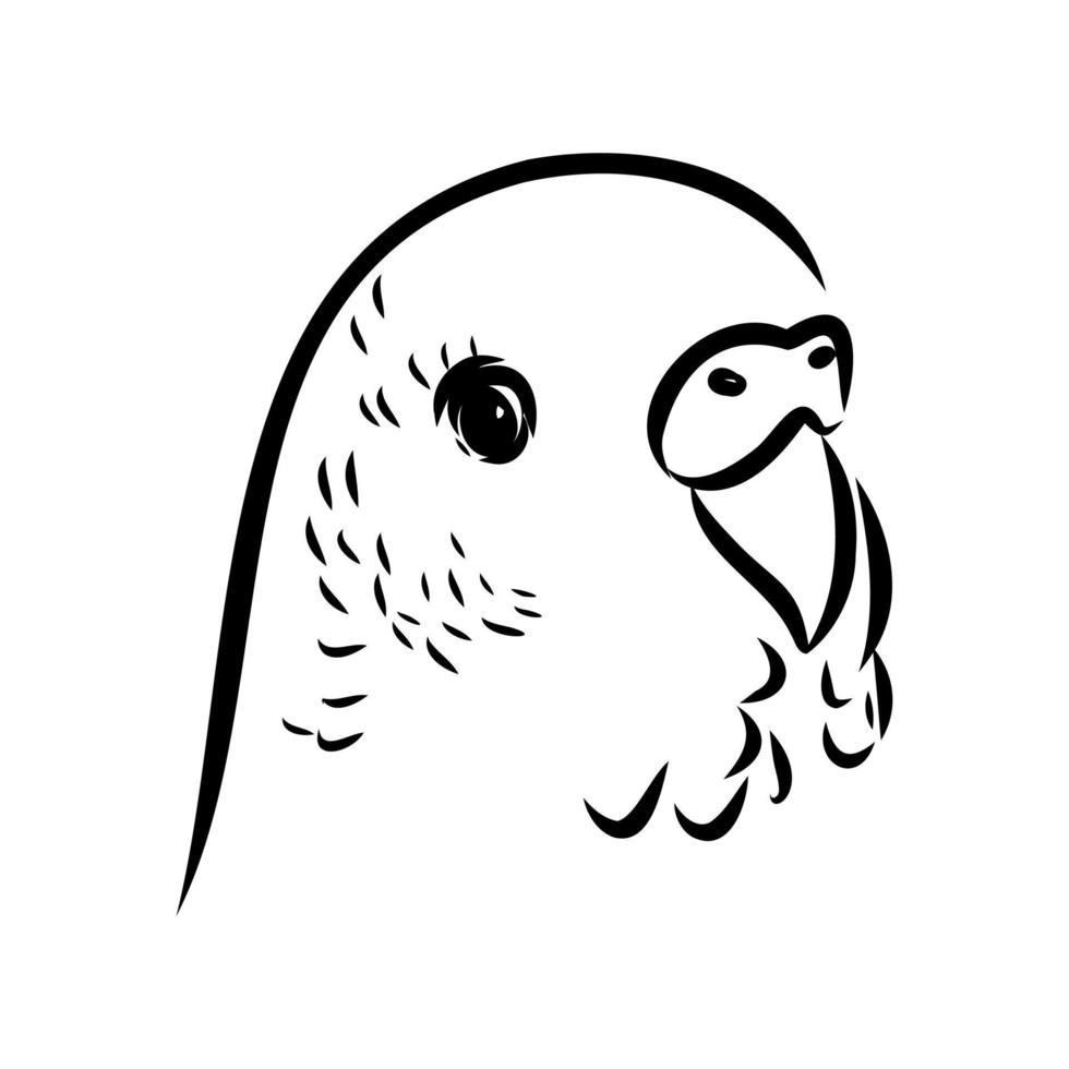 budgie vector sketch