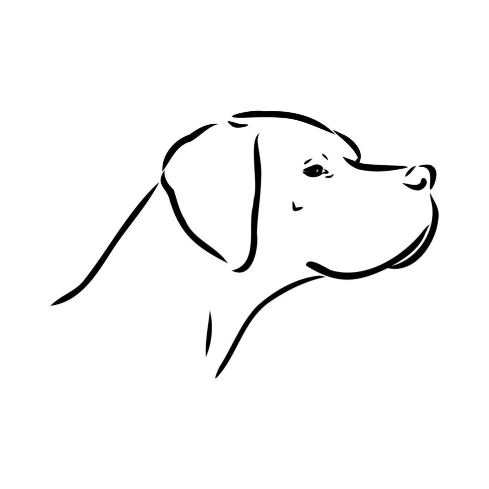 pointer dog vector sketch