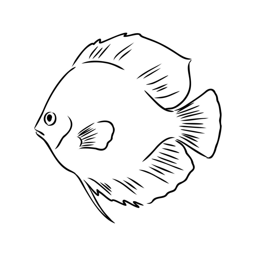 aquarium fish vector sketch