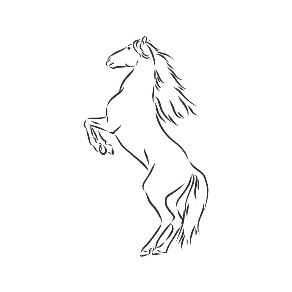 horse vector sketch