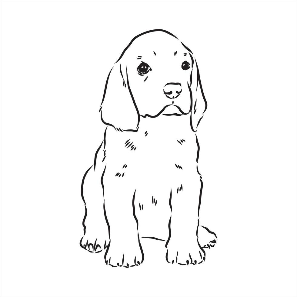 dibujo vectorial de perro beagle vector