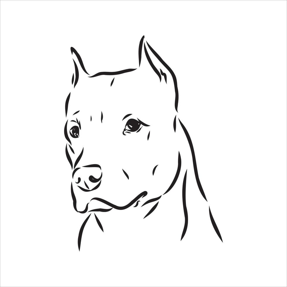 pit bull terrier vector sketch