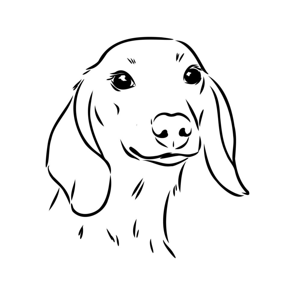 dachshund vector sketch