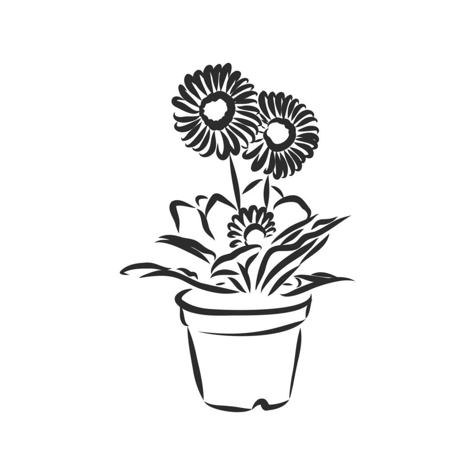 houseplant vector sketch