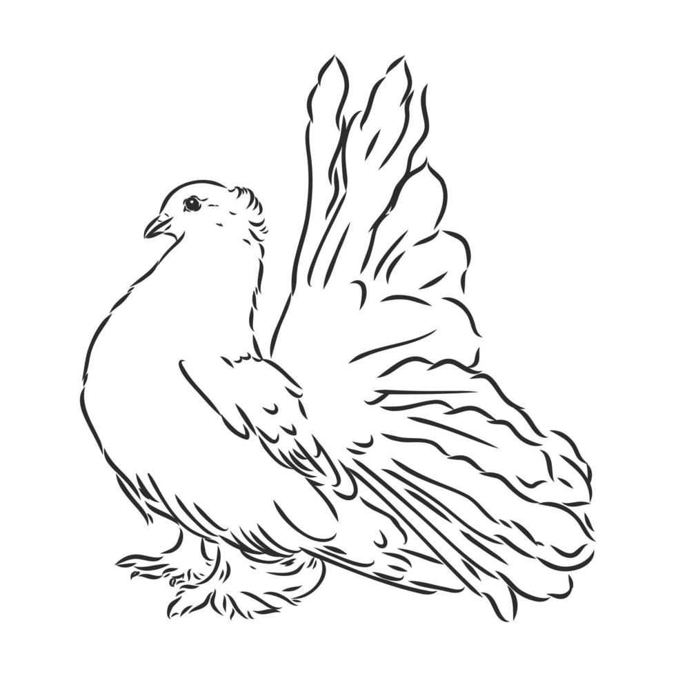 purebred pigeon vector sketch