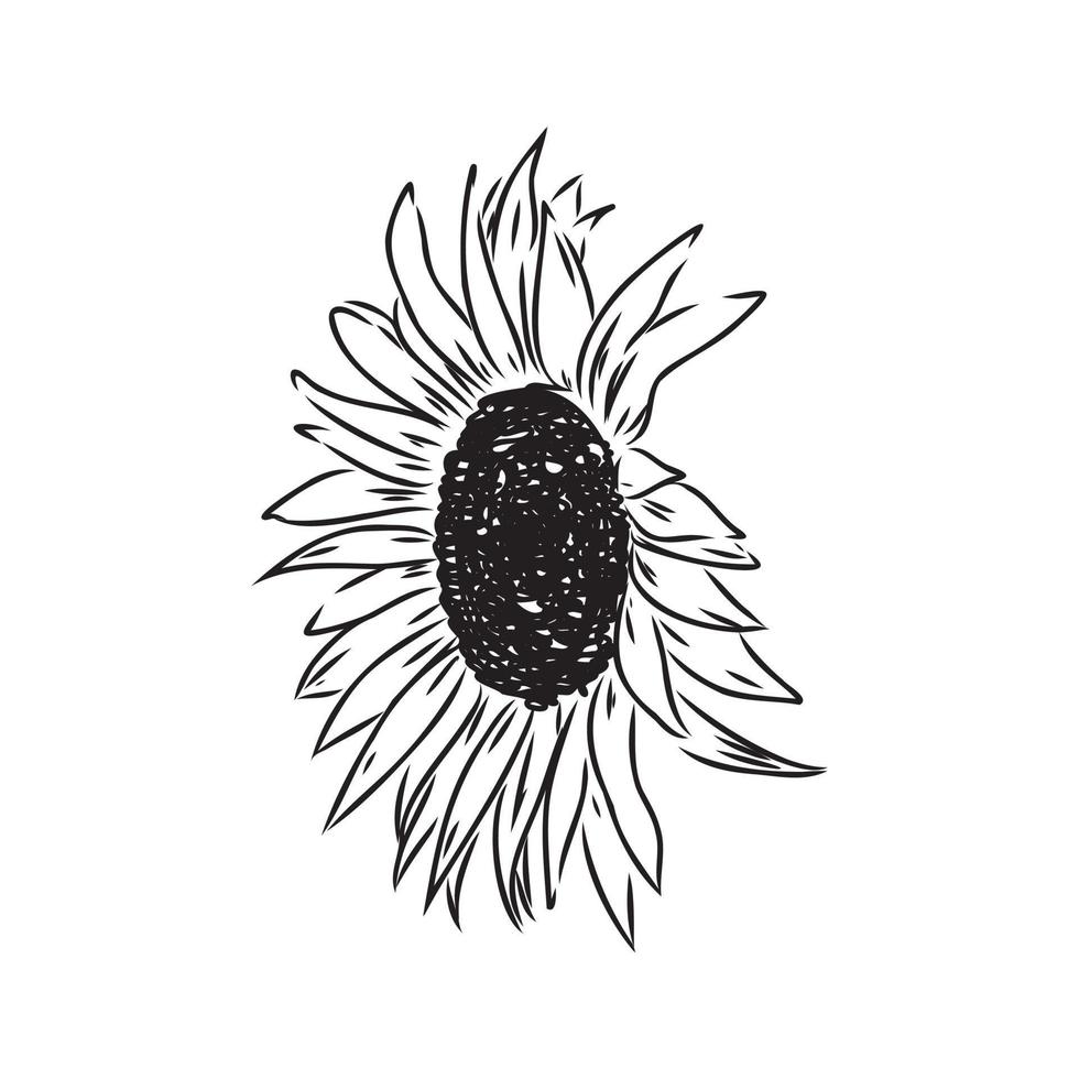 sunflower seeds vector sketch