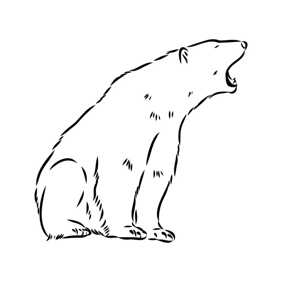 bosquejo del vector del oso polar