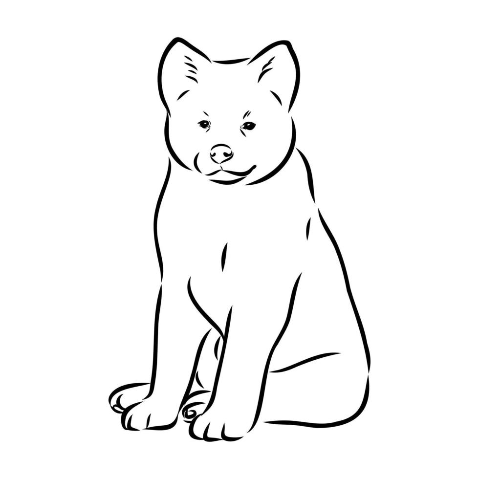 akita inu dog vector sketch