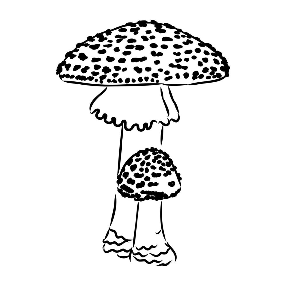 fly agaric vector sketch