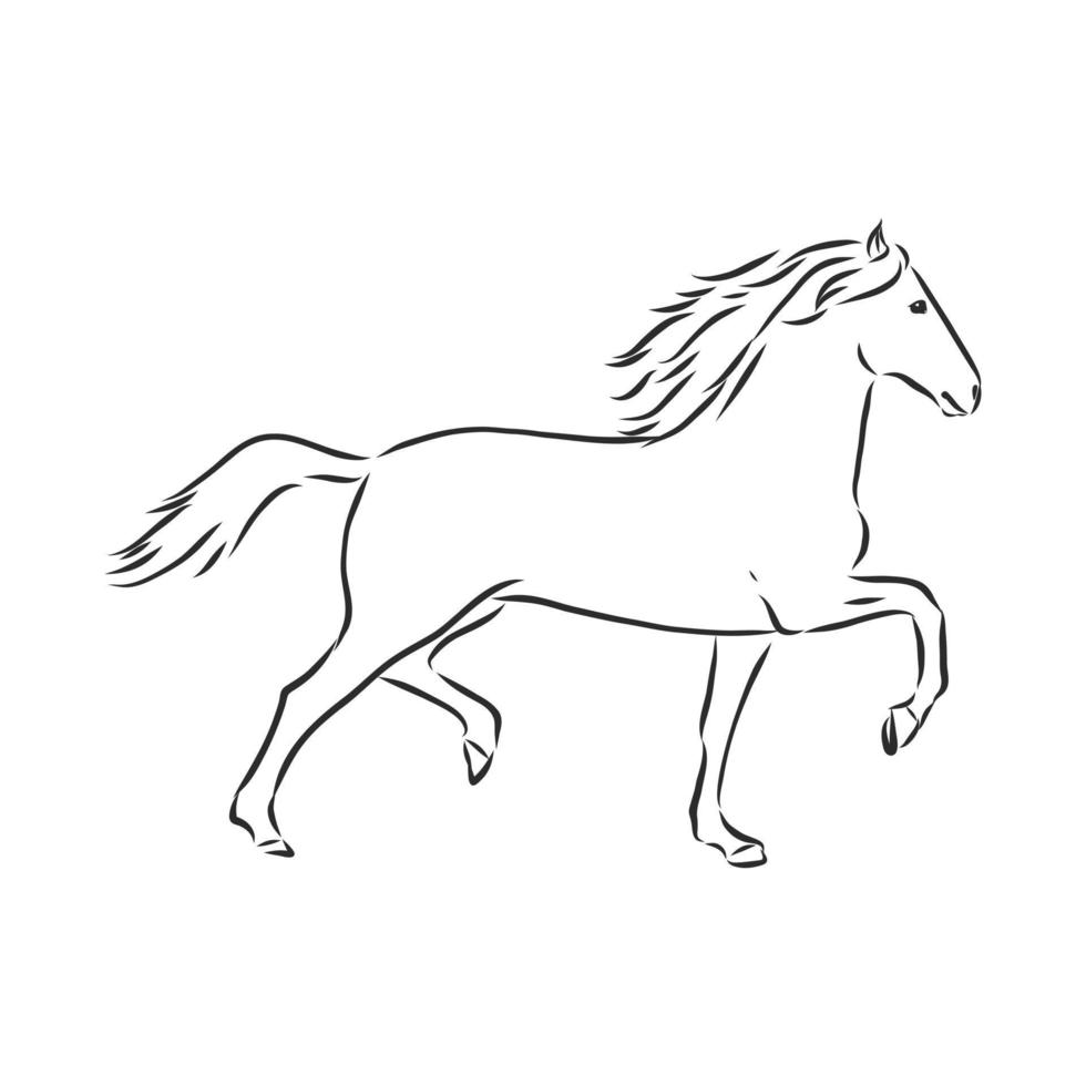 bosquejo del vector del caballo