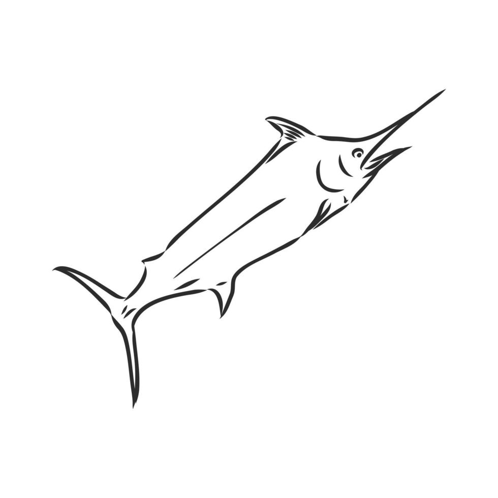 marlin fish vector sketch