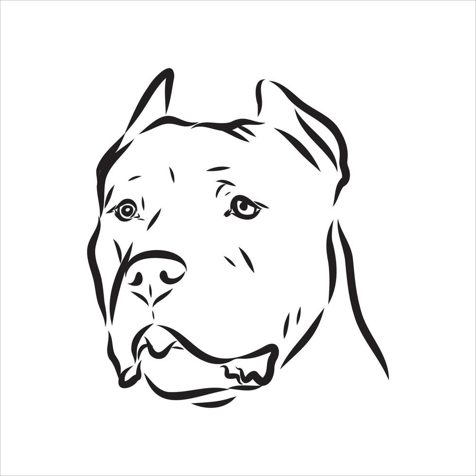 pit bull terrier vector sketch