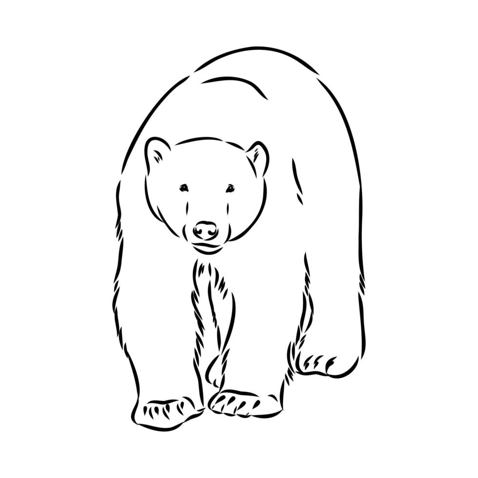 bosquejo del vector del oso polar