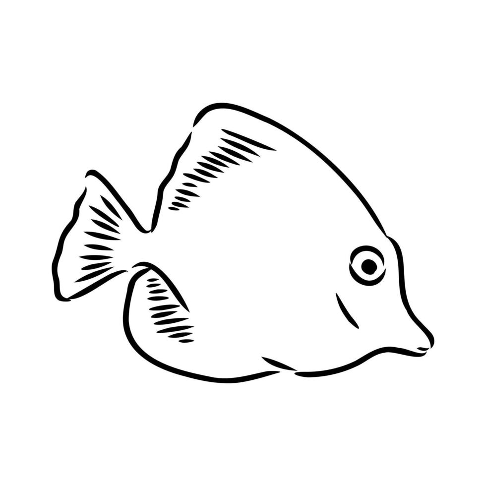 dibujo vectorial de peces de acuario vector