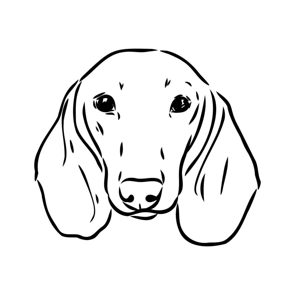 dachshund vector sketch